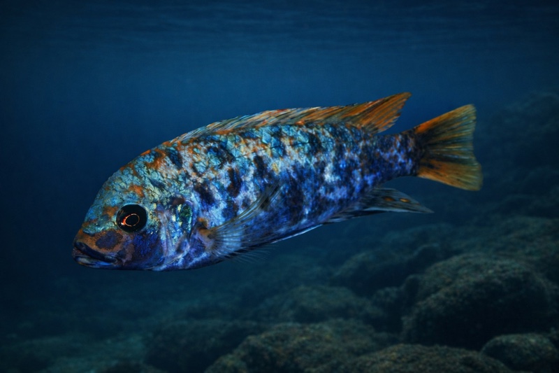 Maylandia zebra 'Chiwi Rocks'